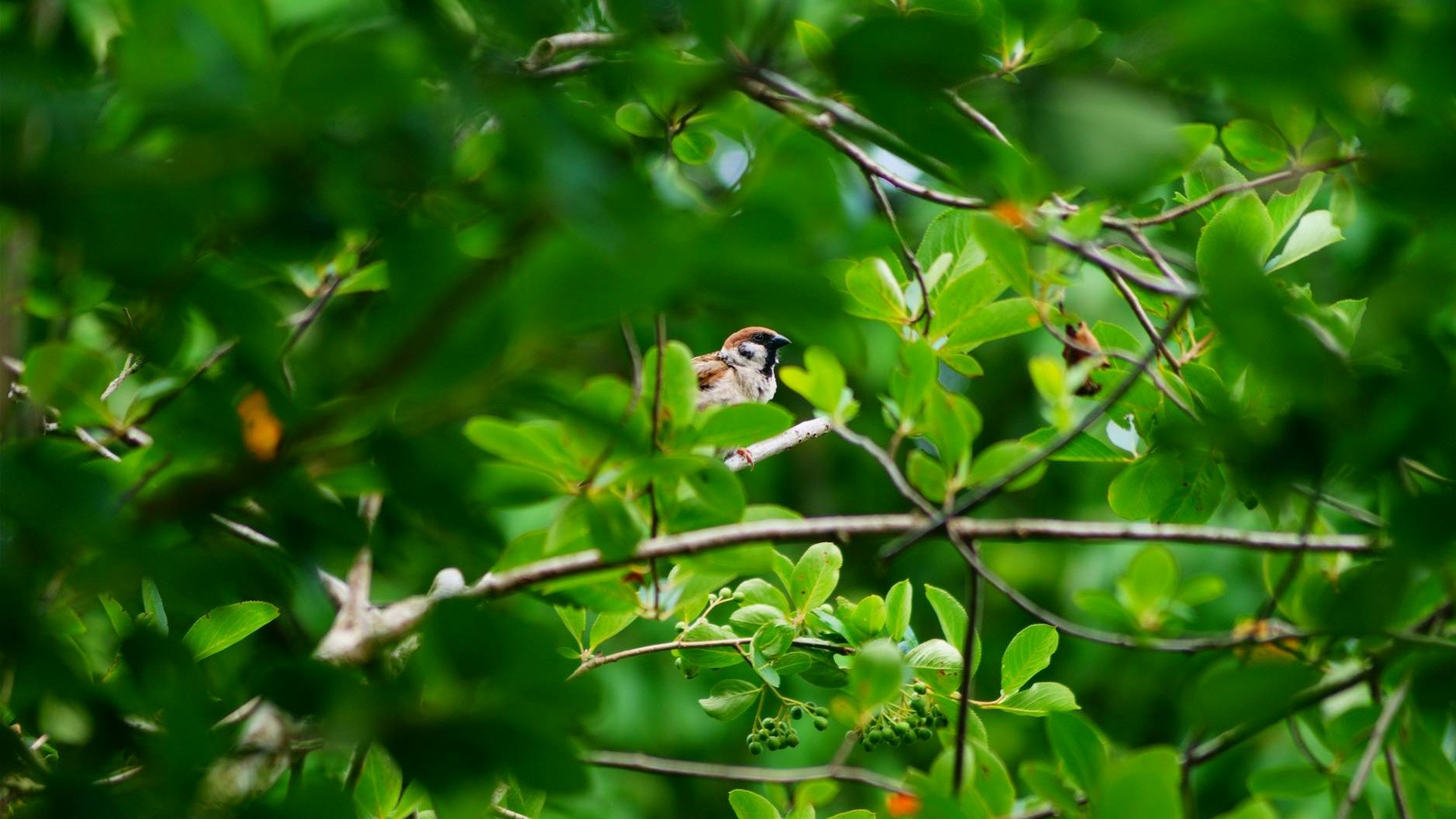 close up photo of sparrow perched on tree branch